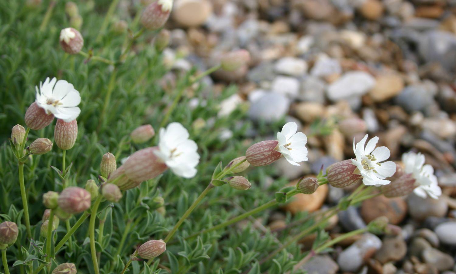 White balloon like flowers growing in shingle