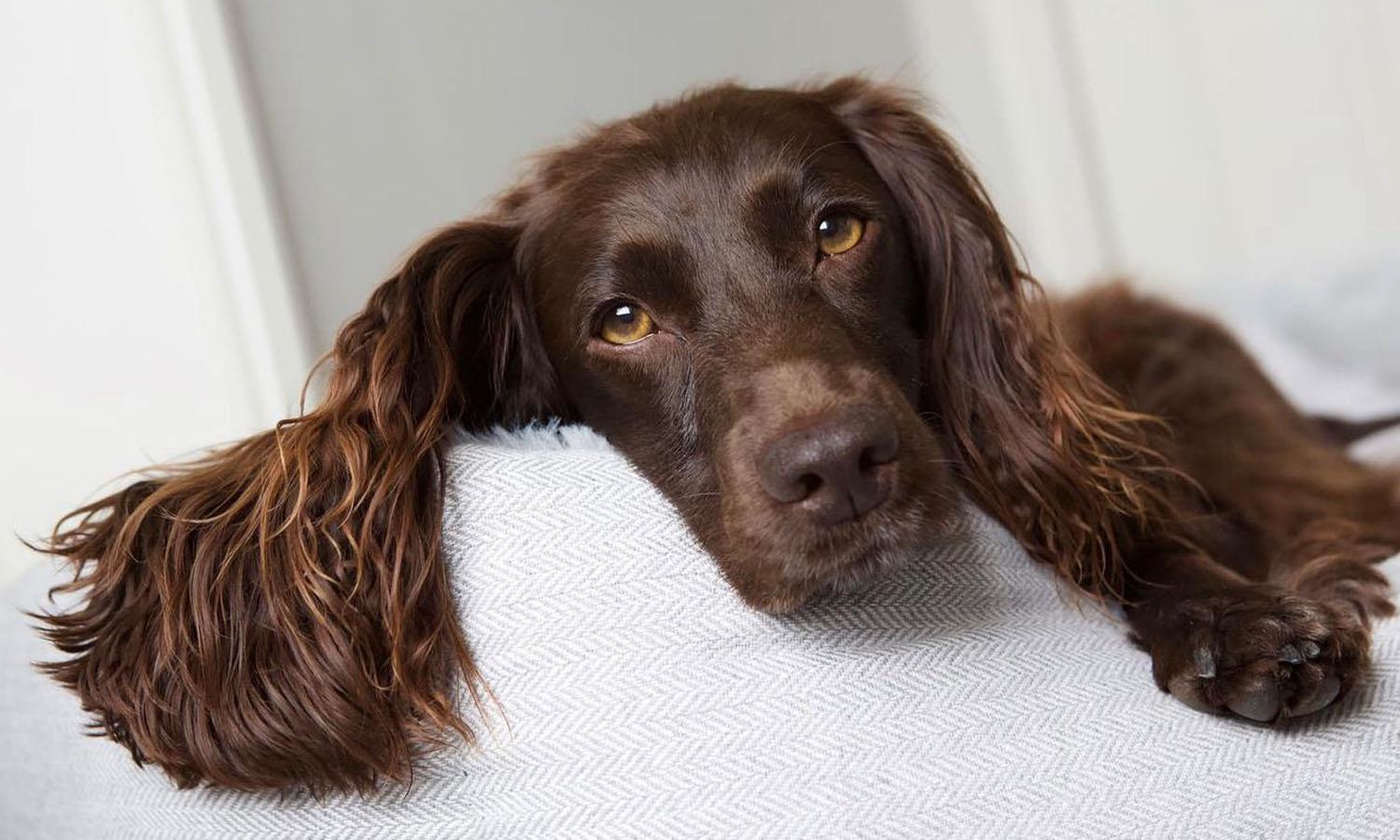 Dark brown dog leaning over back chair