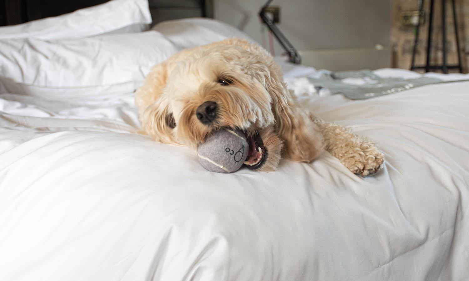 Pippa dog lying on bed with ball in mouth