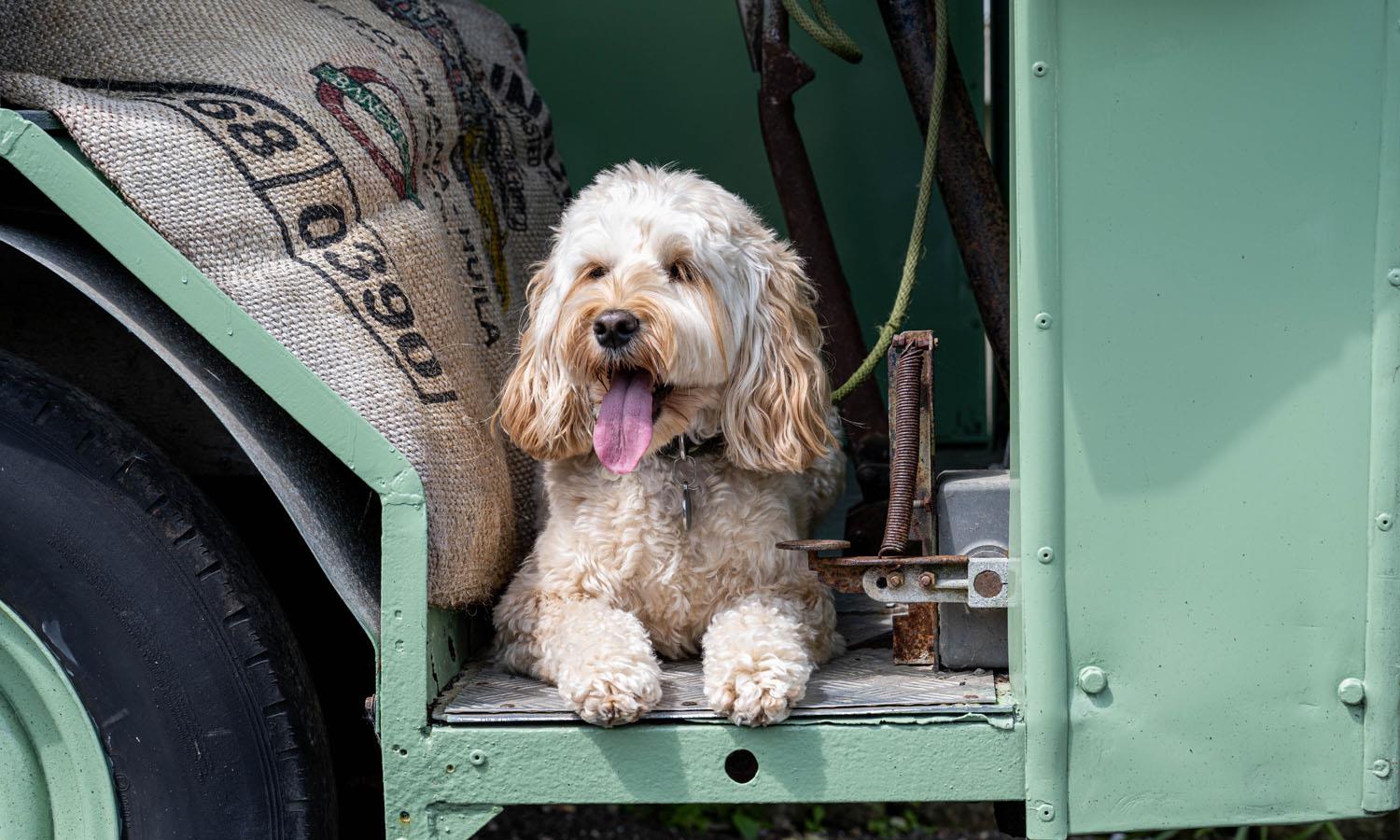 Pippa dog in milk float with hessian sacks