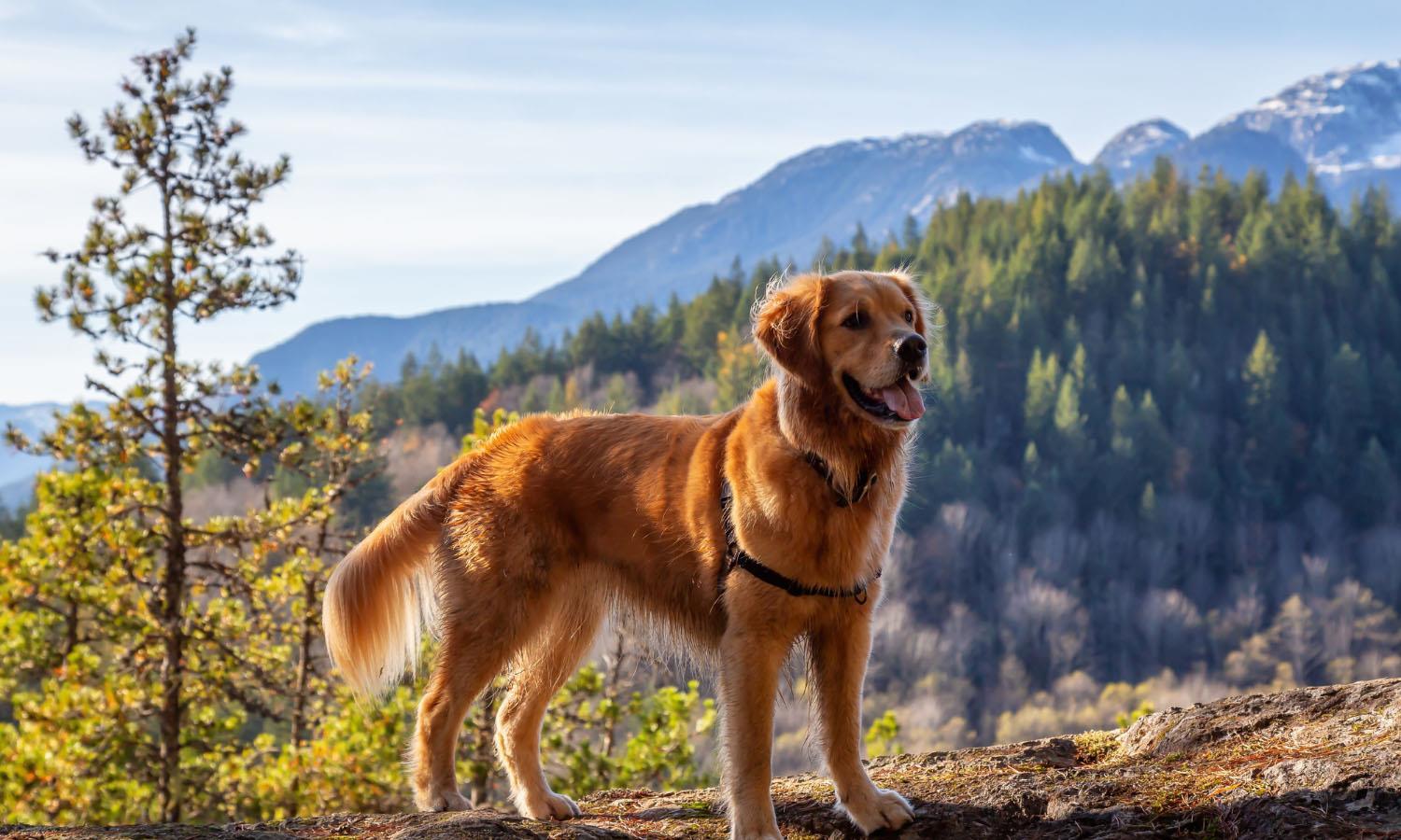 Golden retriever on Skye hillside