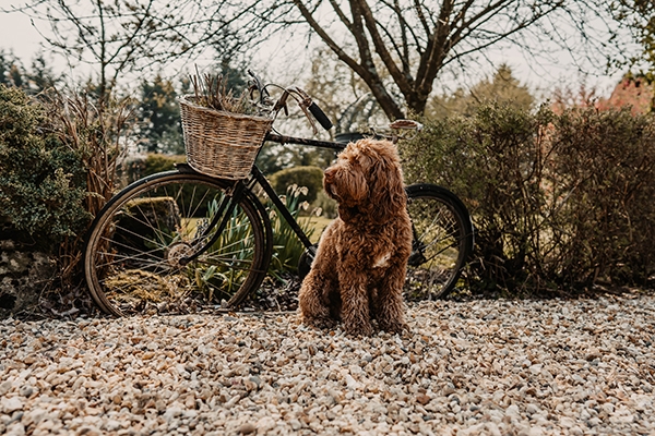 A Pawfect 2-Night Stay